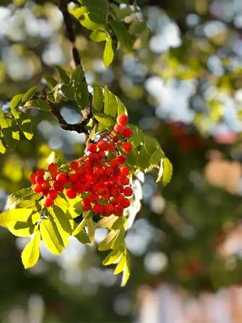 其它 花楸树 写美篇花楸,正名为:梓,又名楸,水桐