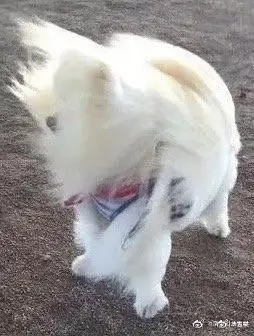 想要那种形容风很大的表情包