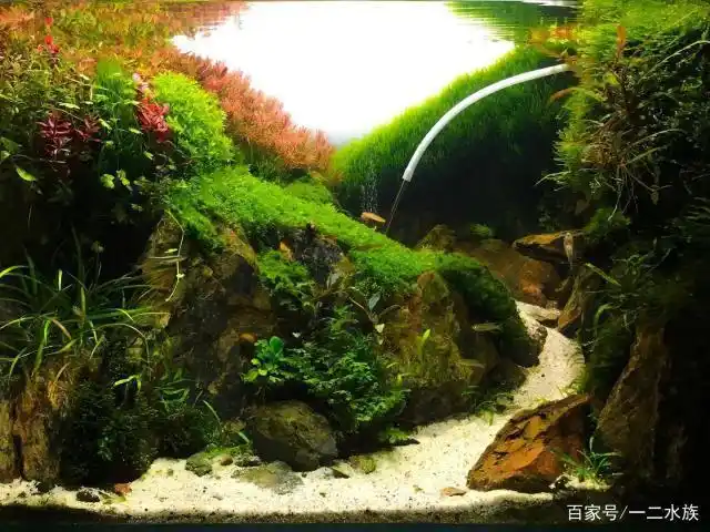 草缸造景,世界排名594,60厘米鱼缸,也能做出世界级景观