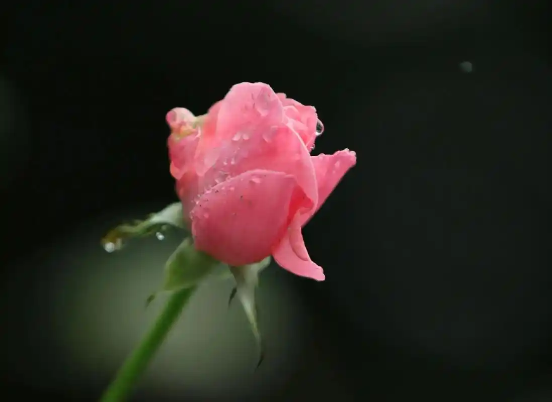 雨后玫瑰#爱摄影爱生活  - 抖音