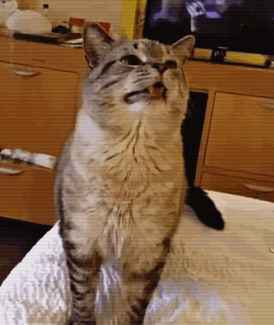 这个喷嚏跟普通的猫,真没多大不同,唯一的不同就是表情吧?