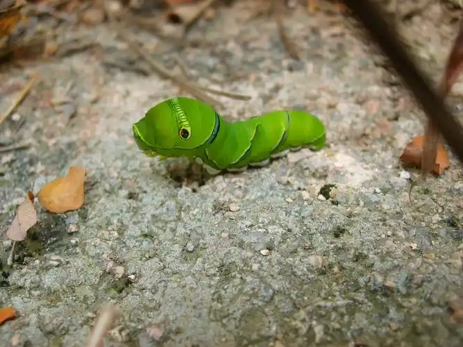 漂亮的小虫子 - 盛文奥特莱斯杯 城阳赏花摄影大赛--在青岛上半岛网!