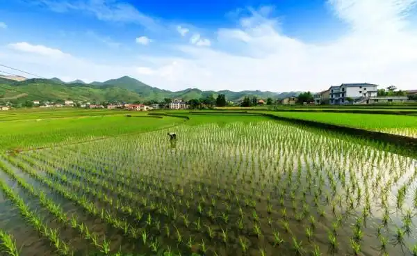 重庆南川:水稻田美如画