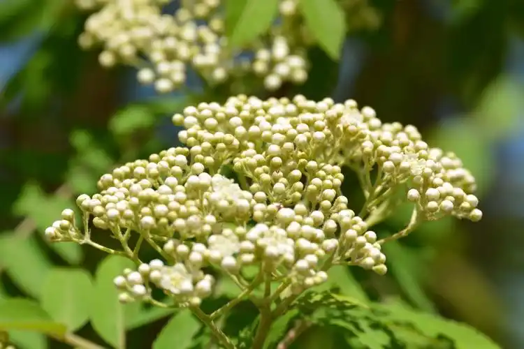 花楸树的花骨朵,原创拍摄