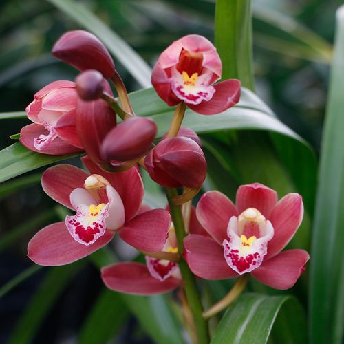 翁源兰花花苗花苞名贵花卉红宝石盆栽浓香四季时令草本花卉