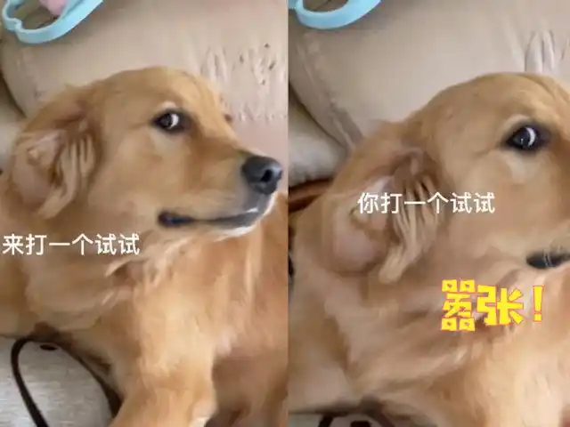 铲屎官欲打狗子,狗子一脸嚣张竟直接伸脸让她打:来,朝这打!