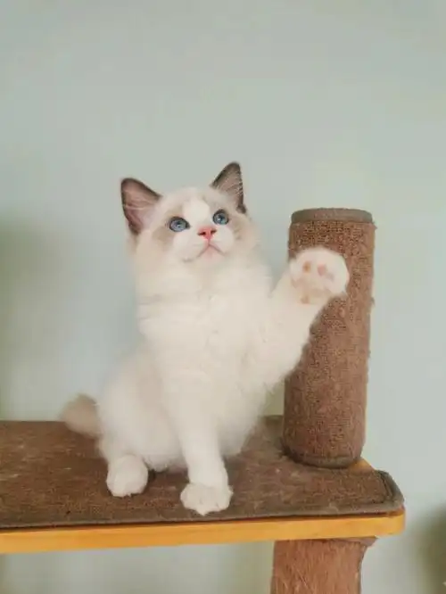 布偶猫海双大户好不容易有个蓝双弟弟