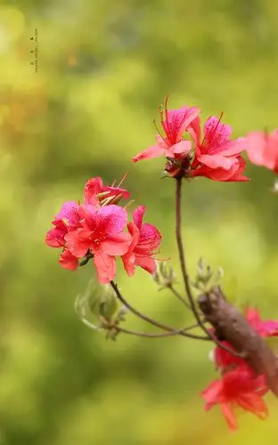 【映山红摄影图片】生态摄影_太平洋电脑网摄影部落