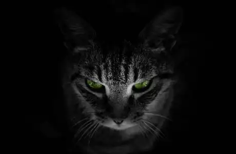 69  动物 69  鹰,黑色,白色768x1280分辨率查看