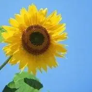 微信头像向日葵阳光 - 搜狗图片搜索