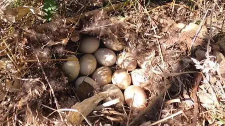东北野鸭泛滥了,竟然在家门口下蛋,一窝15颗,这次算是见到了!