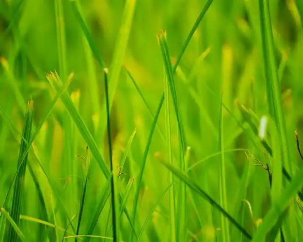 描述: 绿草夏天大自然-植物照片高清壁纸 当前壁纸尺寸: 1280 x 1024