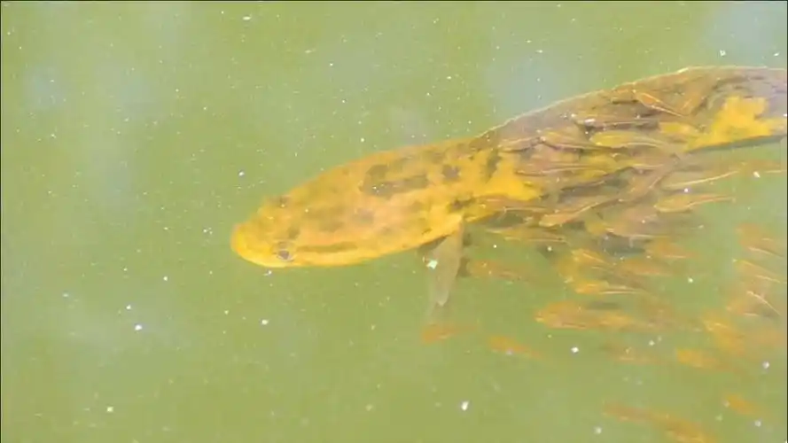 这就是人们所说的黑鱼护崽现象