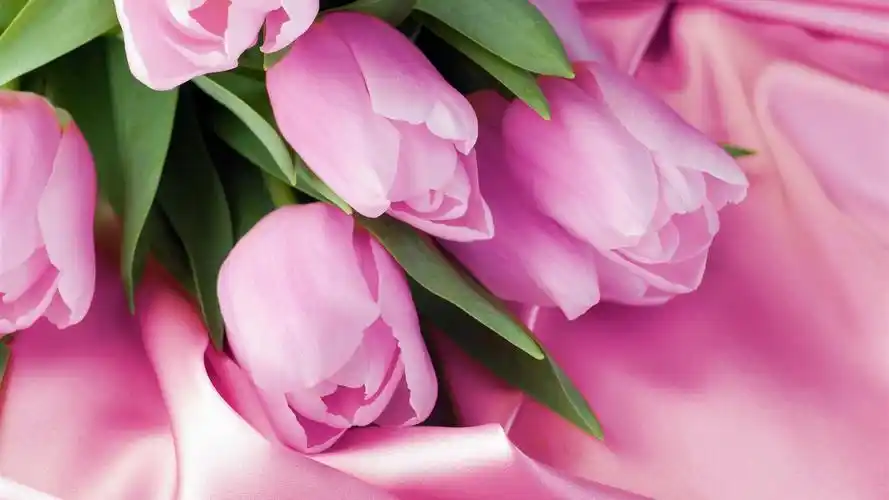 壁纸 粉红色的郁金香花微距,粉红色的绸缎 2560x1600 hd 高清壁纸