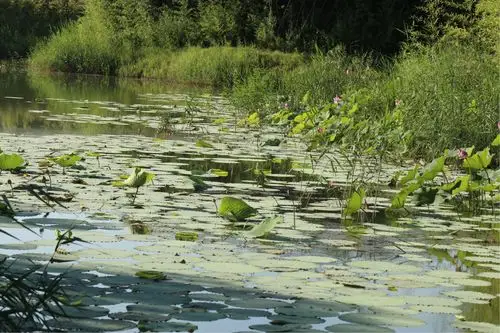 2018的竹林荷花开了,请大家快来欣赏吧!