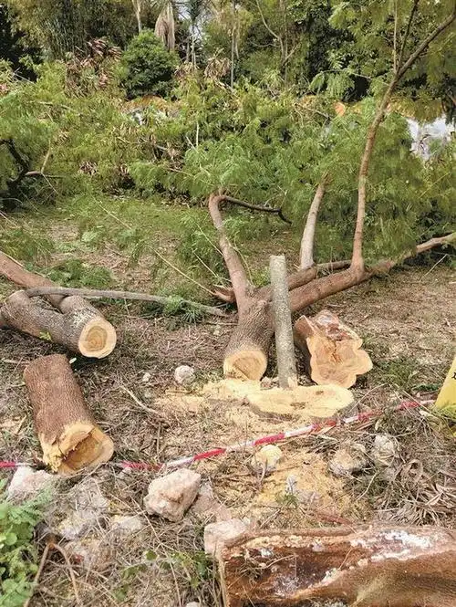 砍1株树罚1万元福田一施工单位擅自砍伐树木28株