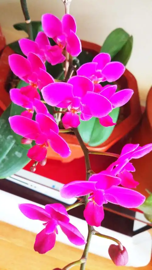 蝴蝶兰花开我家