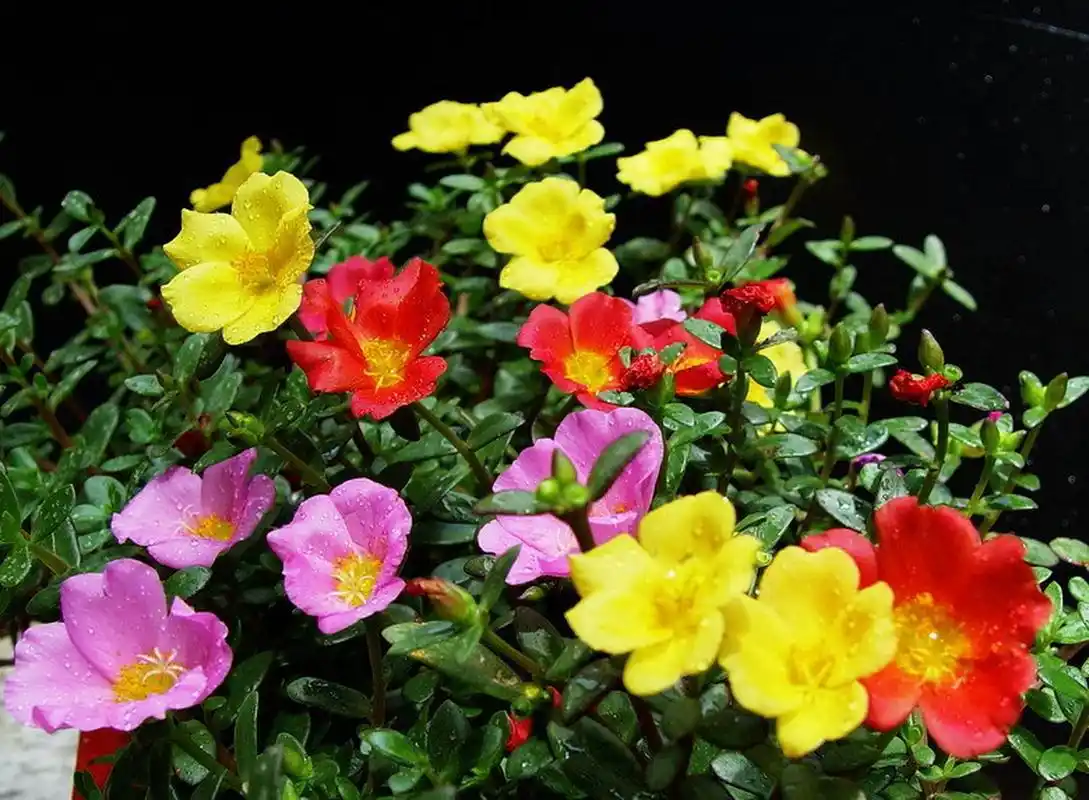 原创诗词#  七绝·午时花(新韵) 吴春生 虽非珍贵有人栽, 遍布全国做