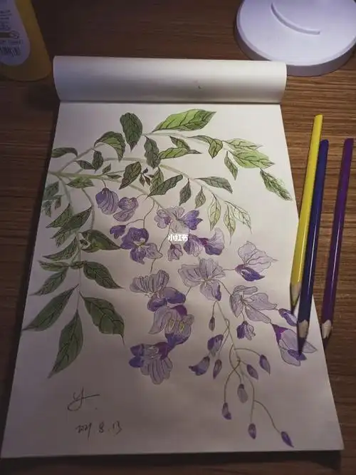 临摹彩铅紫藤萝