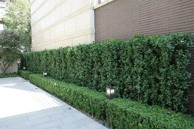 4北海道黄杨篱2