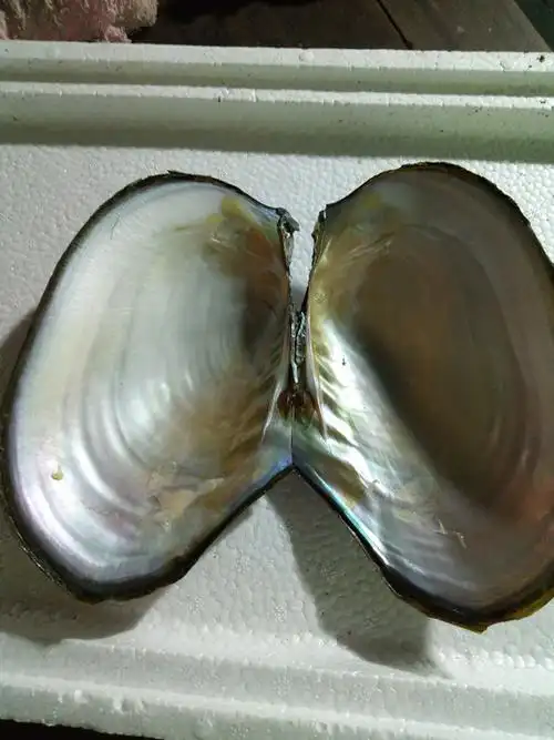 河蚌的功效与作用