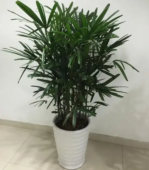 棕竹-观音竹,筋头竹