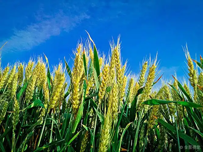 成长在蓝天下的麦田_高清图片_全景视觉