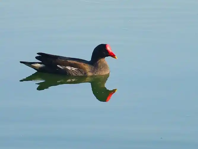 红嘴水鸡