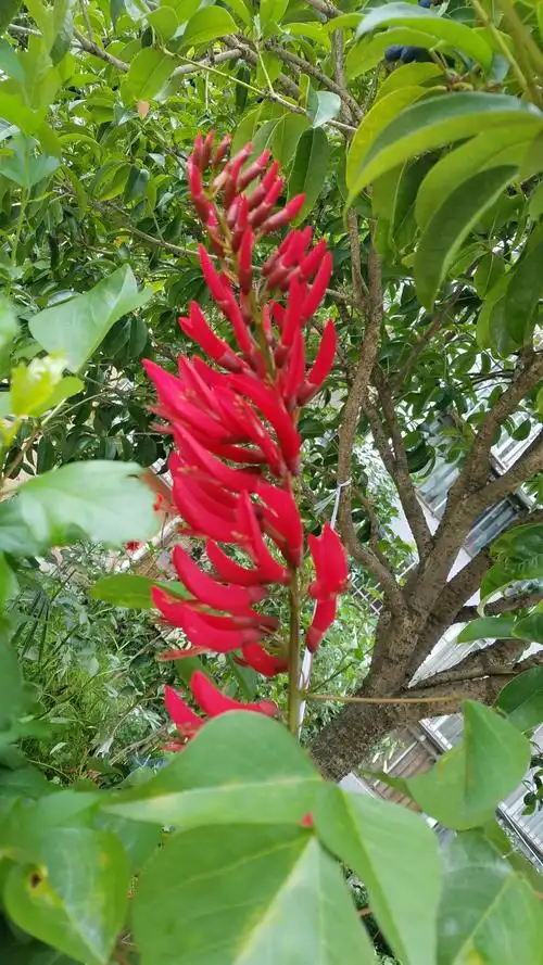 花花世界之象牙红