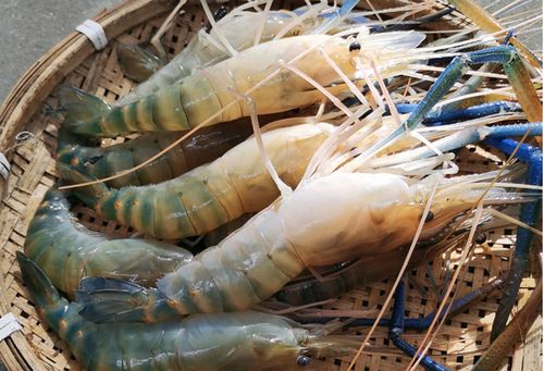 顺丰鲜冻海鲜罗氏大头虾鲜活泰国大虾淡水金钱冻虾