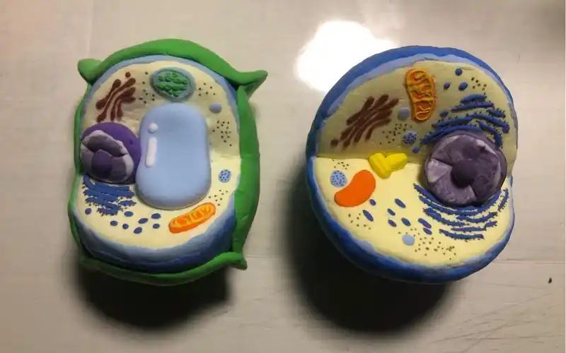 超轻黏土简易真核细胞模型