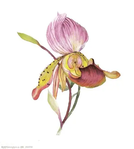 手绘水彩捕蝇草png透明素材