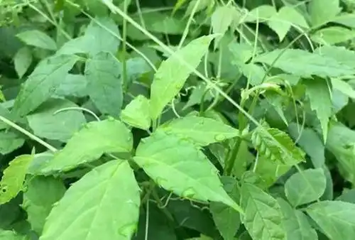 三叶青价值高,地里的块茎营养高,到了春天就疯长乡下很多