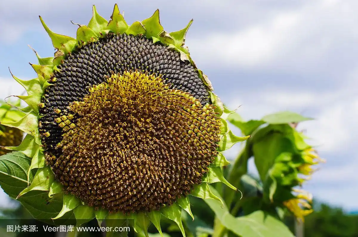 成熟的向日葵头靠近蓝色的天空
