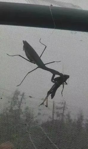 他养了这种昆虫,果园10年没有虫害!_螳螂