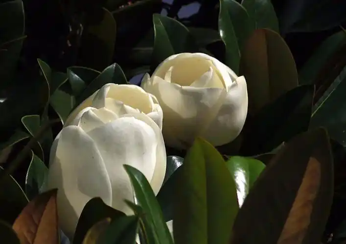 眼园| 晶莹馥郁广玉兰