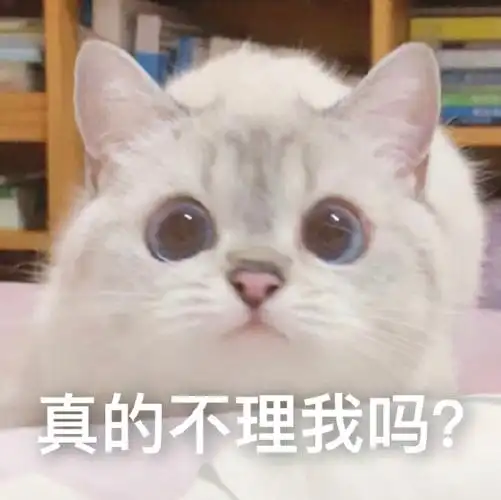 萌宠猫星人真的不理我吗害羞呆萌可爱gif动图_动态图_表情包下载