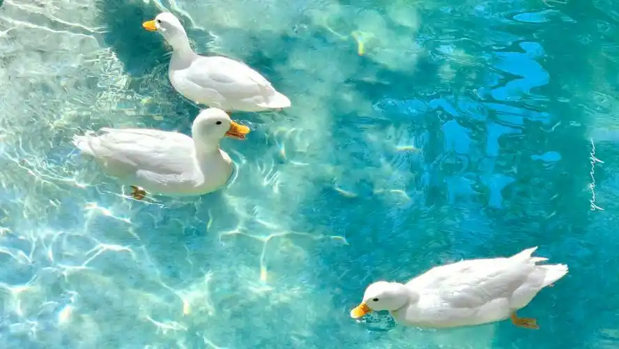 干净的小鸭子壁纸