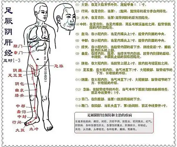 小腿穴位委中穴具体位置图片_有来医生
