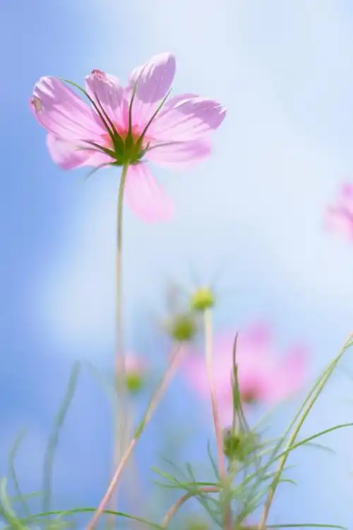 格桑花 - 堆糖,美图壁纸兴趣社区