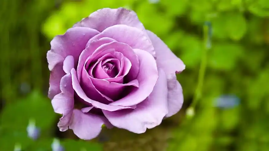 紫红色的玫瑰美丽的鲜花图片壁纸