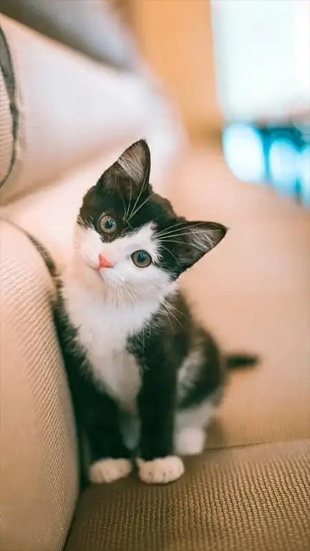 宠物可爱萌猫咪h5背景