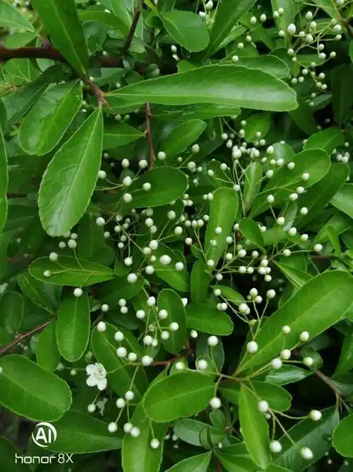 火棘pyracanthafortuneanamaximli