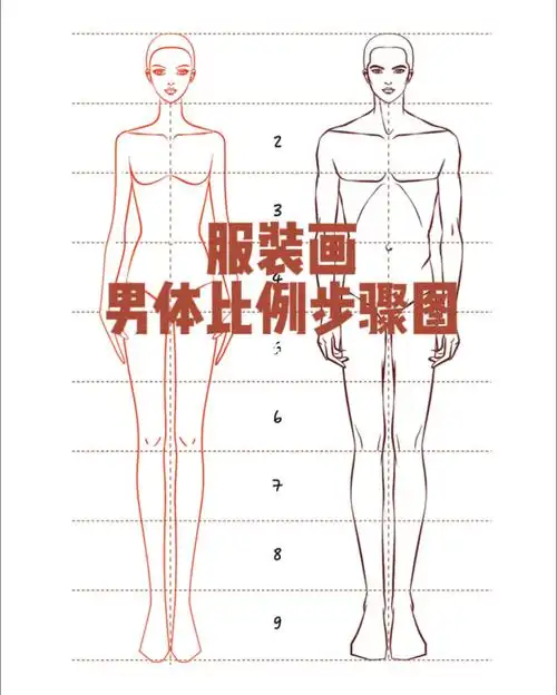 手把手教你人体比例详细绘制步骤