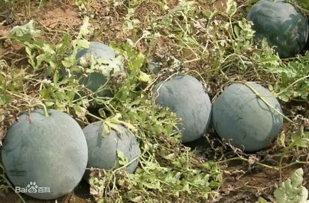 喜籽瓜是一种双子叶开花植物,形状像藤蔓,叶子呈羽毛状.