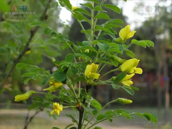 p>小叶锦鸡儿( i>caragana microphylla /i> lam) 是豆科锦鸡儿属