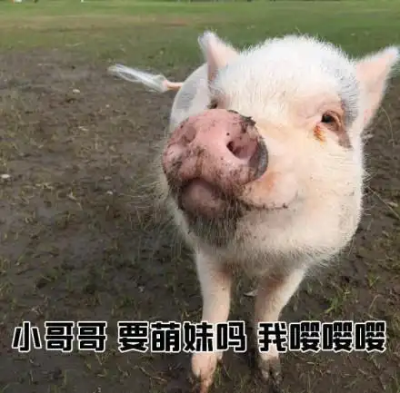 小哥哥欠抽吗我千手观音gif小猪猪gif可爱gif搞笑gif