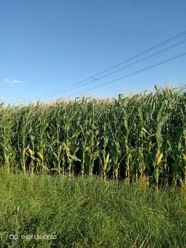 蔡家庄村西的玉米地.