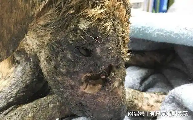 流浪狗全身溃烂长蛆脸上有大洞看到头骨兽医忍泪治疗5周