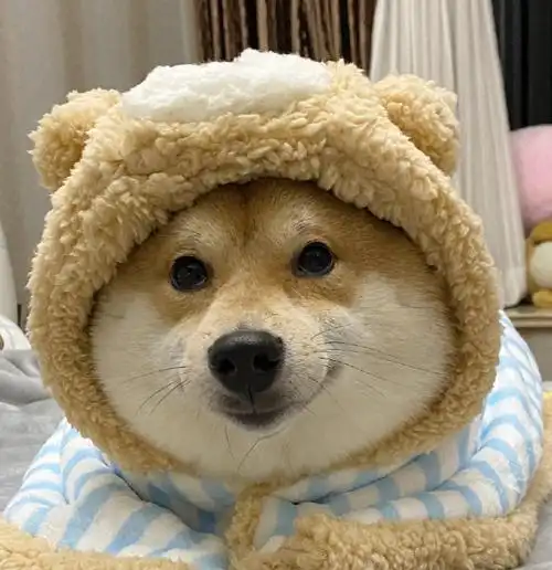 萌宠初冬日记##柴犬头像